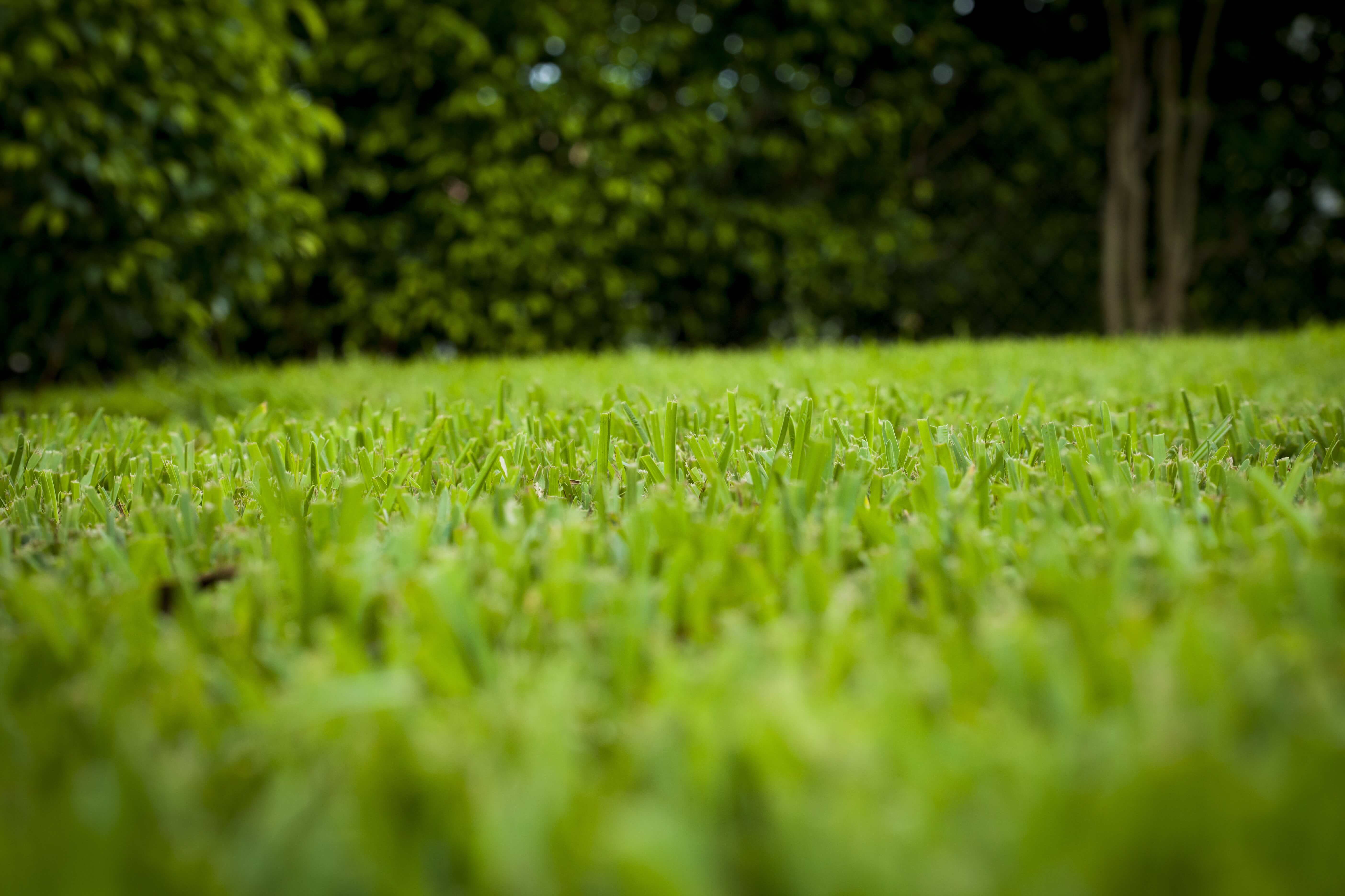 lawn care west palm beach