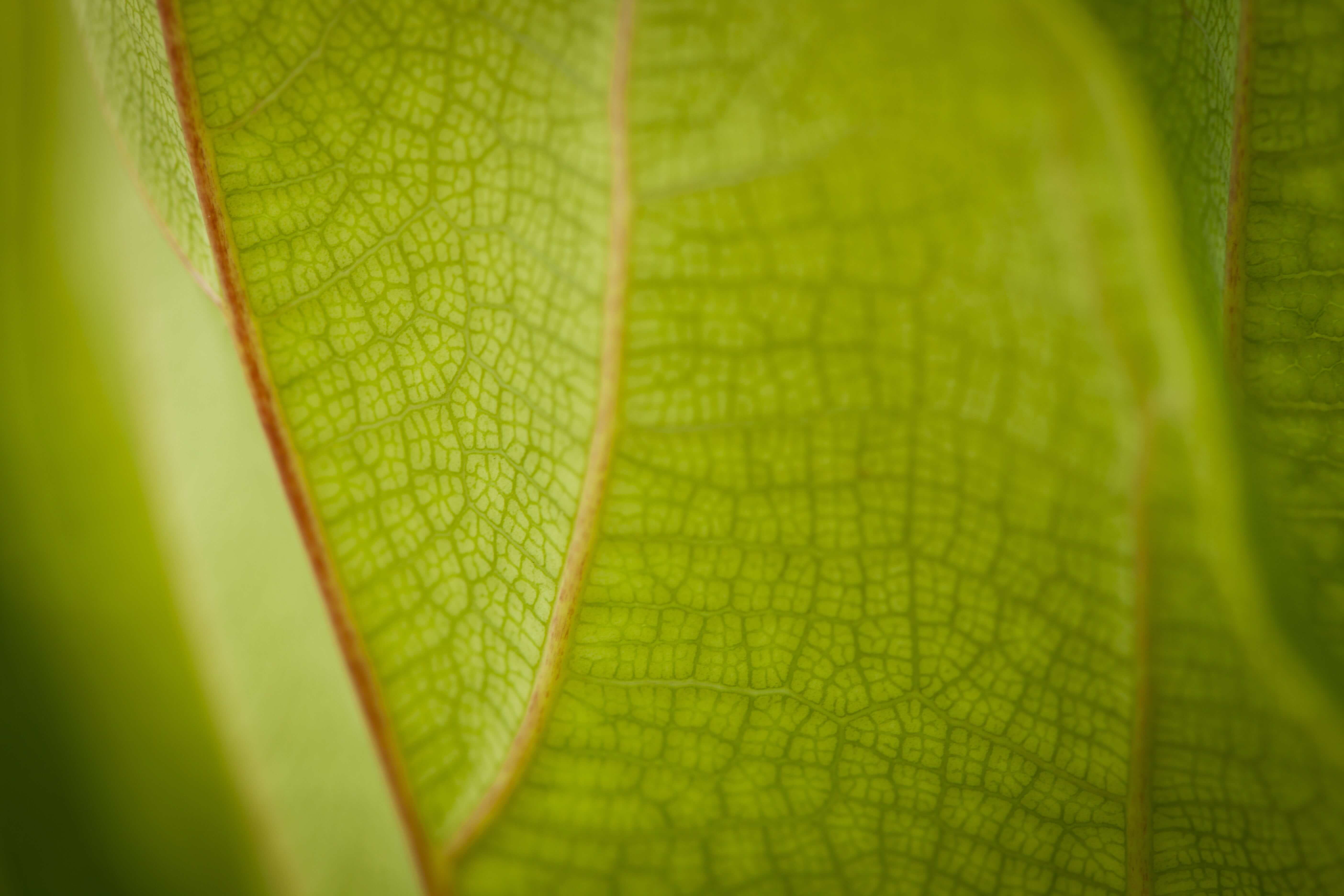 green lead closeup lawn care west palm beach 
