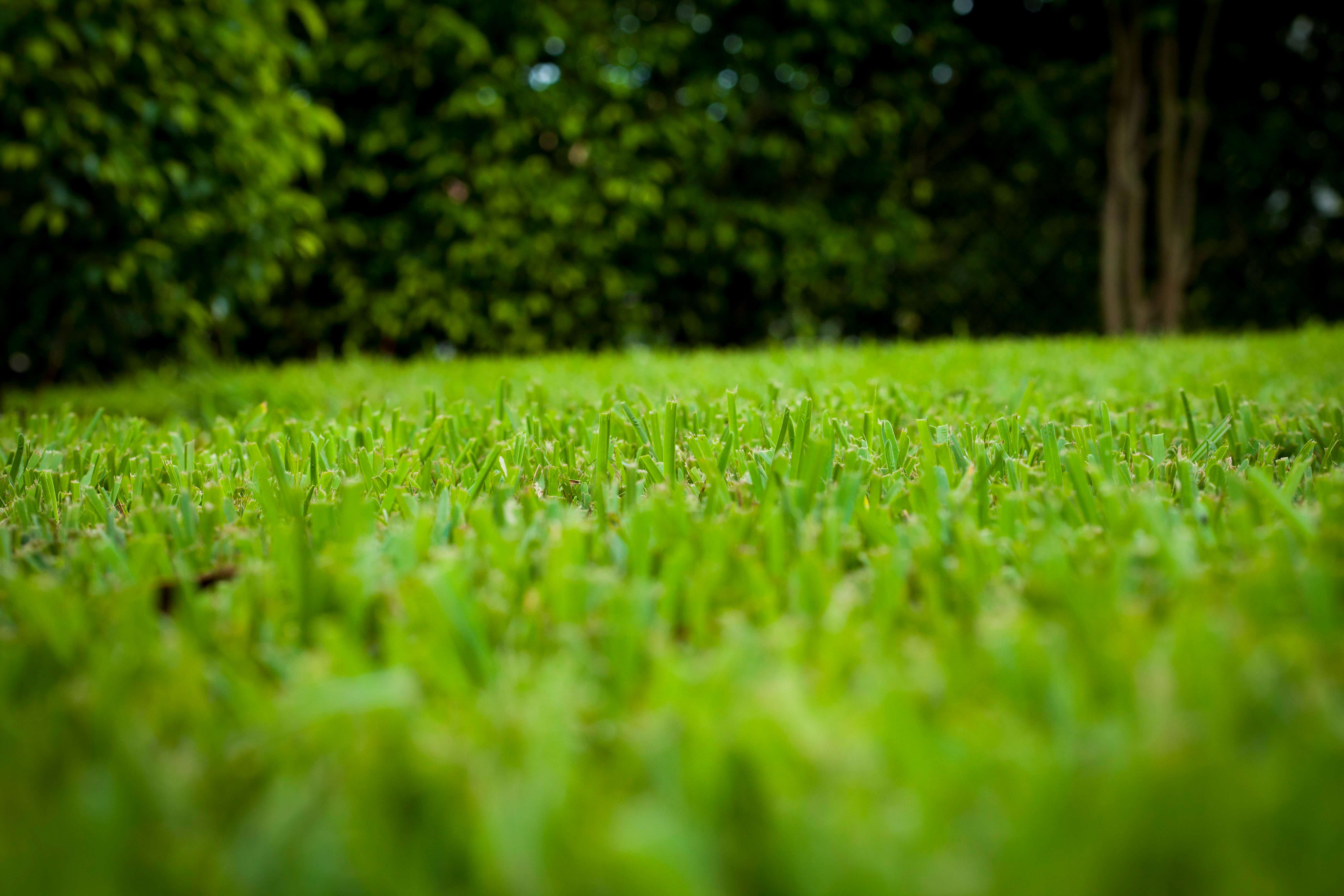 after effective Lawn Disease Care in West Palm Beach