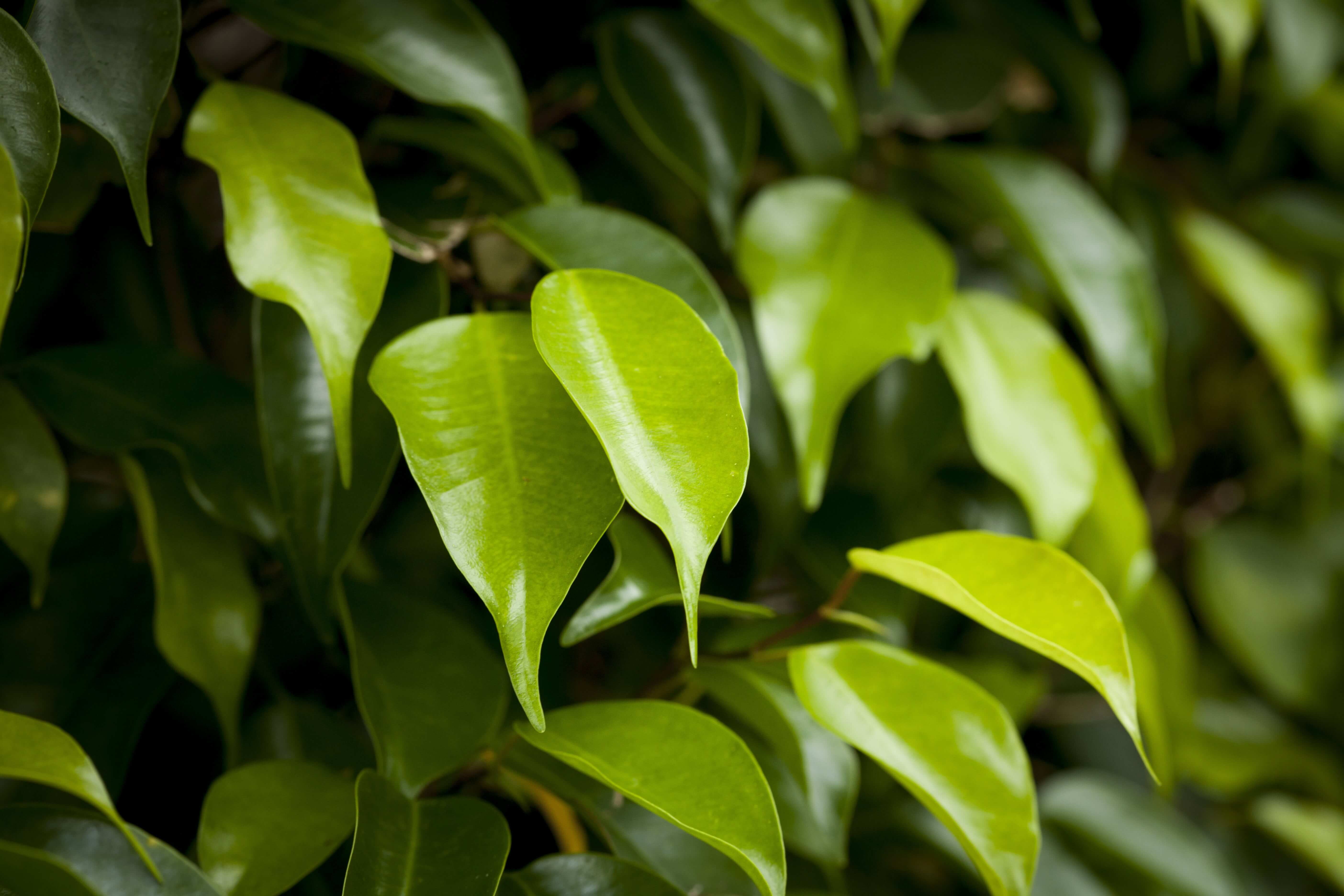 effects of professional Tree Trimming in West Palm Beach