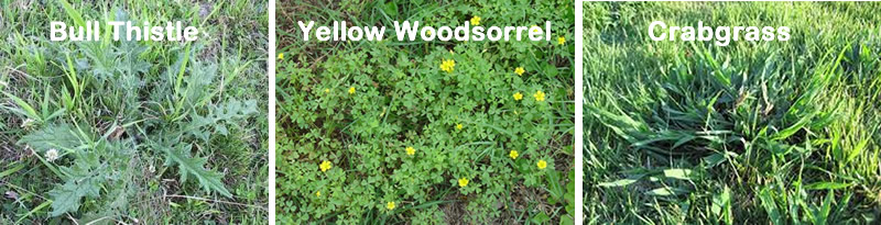 Weed Control for A Beautiful Garden