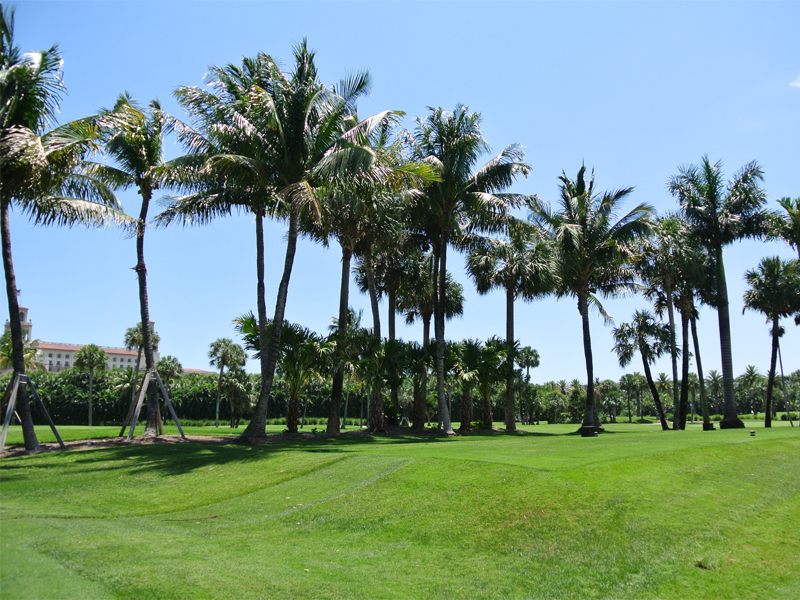 Boca Raton Residential Landscape and Maintenance
