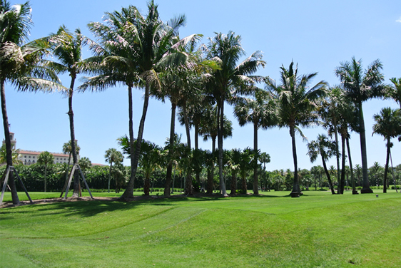 lawn maintenance services west palm beach
