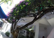 Landscape Maintenance Serivces South Florida 36