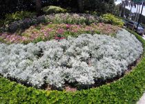 Landscape Maintenance Serivces South Florida 40