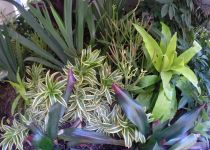 Landscape Maintenance Serivces South Florida 20