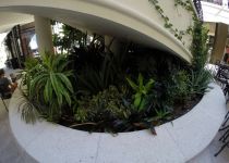 Landscape Maintenance Serivces South Florida 21