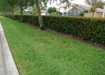 Landscape Maintenance Serivces South Florida 47