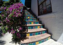Landscape Maintenance Serivces South Florida 24