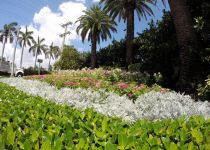 Landscape Maintenance Serivces South Florida 31