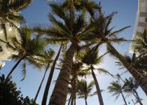 Landscape Maintenance Serivces South Florida 13